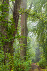 Fototapeta premium Sommerregen im Mischwald am Morgen mit Nebel und Dunst