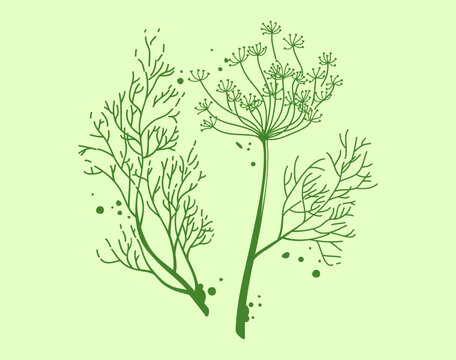 Hand-drawn vector illustration of fresh dill with delicate feathery leaves, stems and umbrella-shaped flower clusters. Minimal botanical line art in a fresh green palette, isolated on a light backgrou