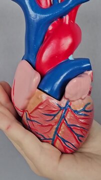 Heart model showing human anatomy in detail with clear visuals for educational purposes