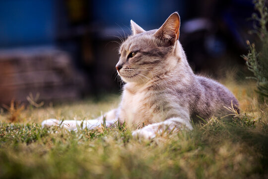 Cat landscape by Abdul Haseeb 