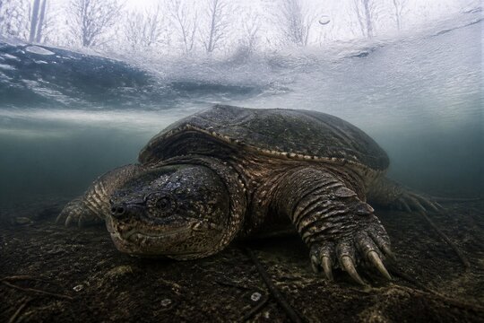 Underwater, a massive turtle rests near the lakebed. Its rough, armored shell gleams in dim green light. Claws grip the dark, muddy ground. Bubbles rise gently near the surface