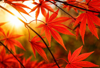 Fototapeta premium Red Japanese Maple Leaves in Warm Autumn Sunlight