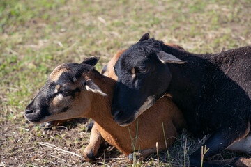 Two brown sheep are lying side by side in a pasture. The sun is shining. © leopictures