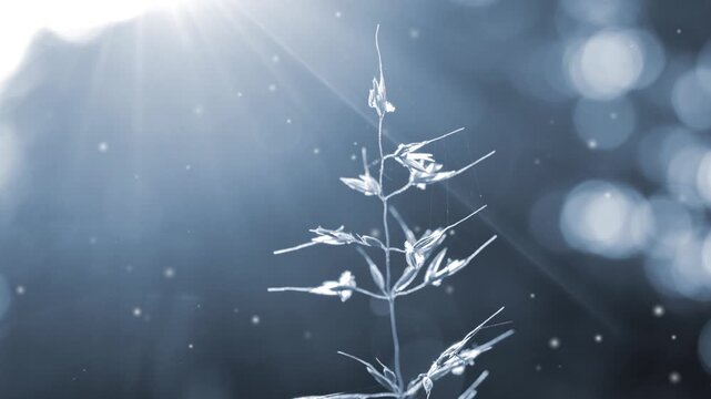 Blooming grass stem closeup on blurry background with sunny beams of shining sun. Sunny summer day. Small blurry white spots of fluff flying around. Natural background Nature. Blue color