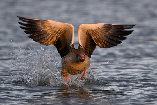 Greylag goose (Anser anser)