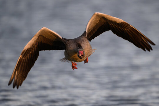Greylag goose (Anser anser)