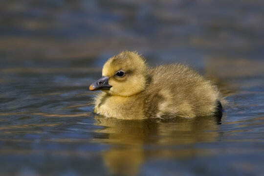 Greylag goose (Anser anser) Chick