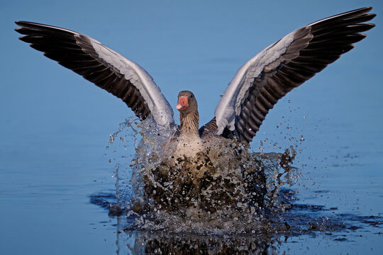 Greylag goose (Anser anser)