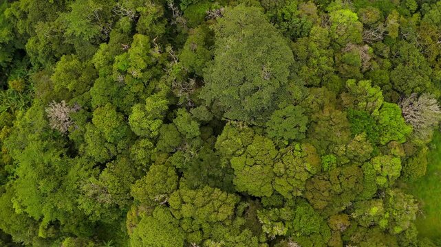 Drone flying above lush green treetops