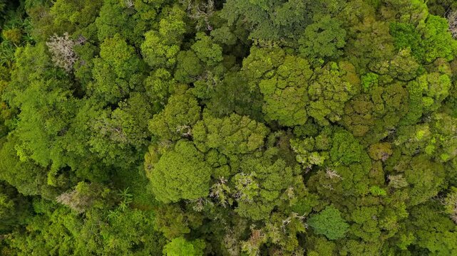 Aerial top down view of green forest treetops