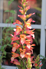 Digitalis × valinii 'Falcon Fire'. Close up spike of dramatic red and yellow flame shaped foxglove flowers in summer.  © Ros Burnley