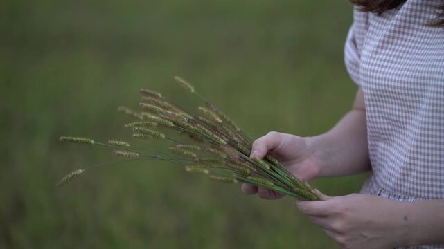 Woman gathers wild meadow grasses focusing on textured spikes in hand with serene landscape behind for authentic nature moments.
