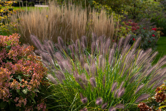 Pennisetum alopecuroides,  Redhead fountain grass plumes glow in warm autumn sunlight, creating a soft, feathery texture among colorful fall foliage in a lush garden landscape.