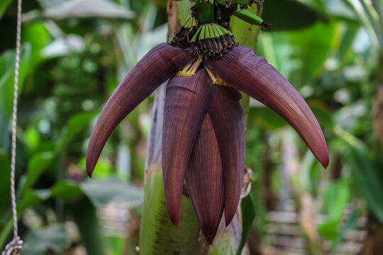 Close-Up Of A Blooming Banana Flower With Green Leaves In A Botanical Garden Setting, Natural And Serene Atmosphere, Commercial Concept For Gardening Supplies And Agriculture.