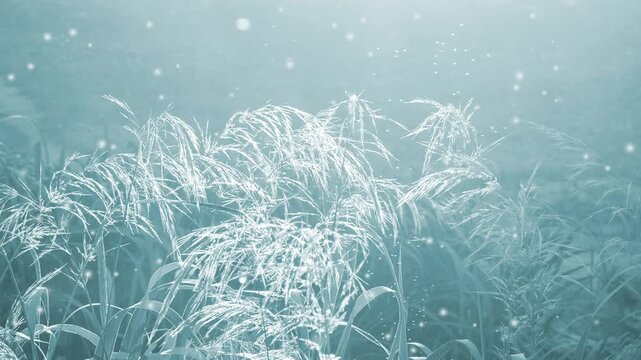 Field grass fluffy flowering panicles with bright shining sun on sunny summer day. Feather grass. Lots small blurry white spots of fluff flying around. Natural background. Blue color