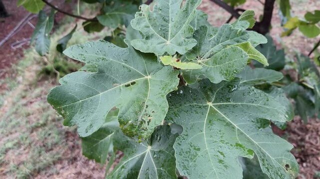 Fig Tree Leaves with Water Droplets, Video