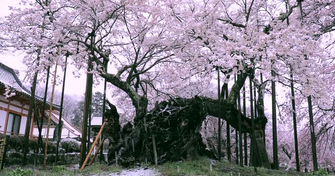 雪降りの山高神代桜