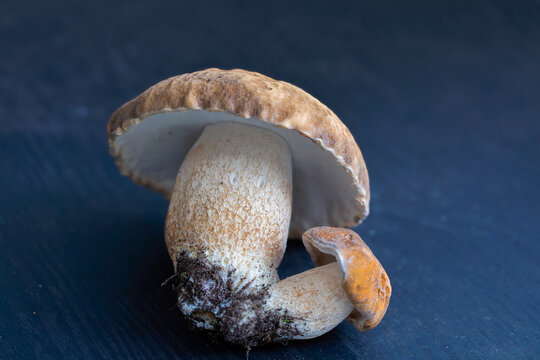 Fresh young porcini mushroom (Boletus edulis) with a brown cap, pale pores and a thick white stem, isolated against a dark blue background.