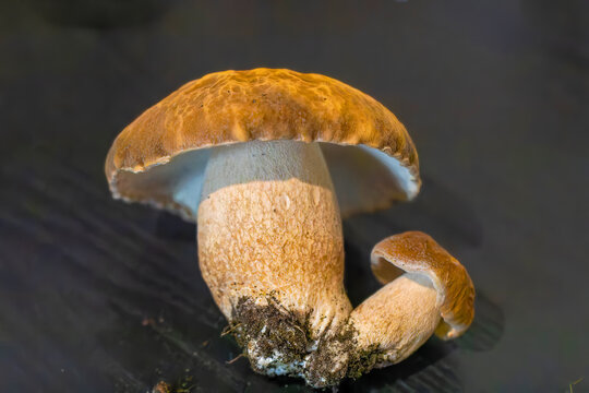 Fresh young porcini mushroom (Boletus edulis) with a brown cap, pale pores and a thick white stem, isolated against a dark blue background.