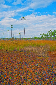 Longleaf Pine Scattered Amongst the Marshy Bayou