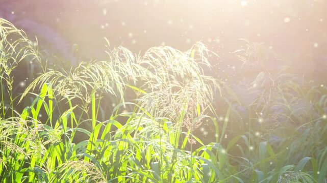 Inflorescences of blooming field grass with green leaves on dark blurred background with shining sun and white fluff flying around on summer day. Nature. Natural background.
