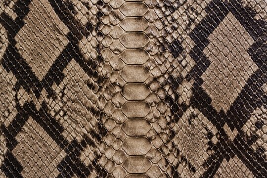 Close-up of snake skin texture, earthy tones, detailed scales. Patterned with geometric shapes, natural camouflage. Muted browns and blacks create a rustic, organic look. Suitable for design, fashion
