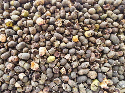 Dried black cardamom pods texture background for culinary spice and herbal medicine use