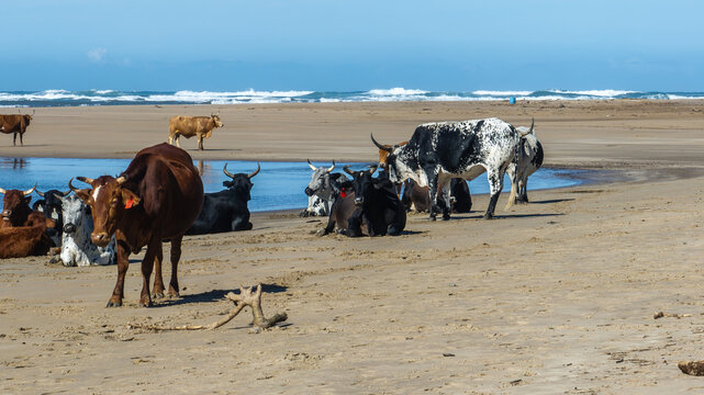 Nguni Cattle on a Beach in South Africa