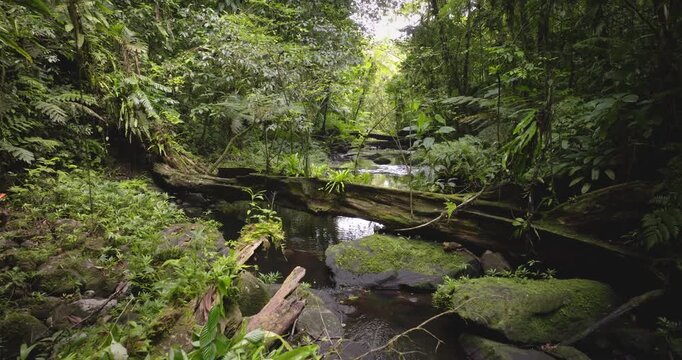Wild nature background. Lush tropical rainforest stream with fallen moss-covered log bridge tree, dense green jungle canopy and pristine natural river flowing through the wilderness on Solomon Islands