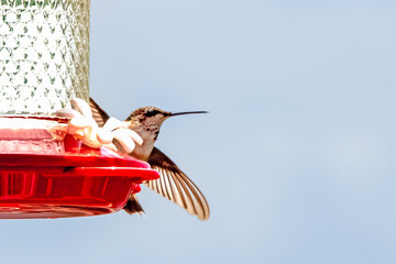 Naklejka premium Juvenile Ruby-Throated Hummingbird Leaving Feeder