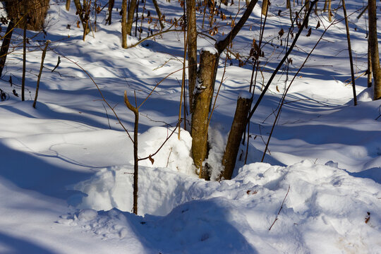 Trampled fresh snow in a winter forest, showing deep human footprints around tree trunks in the woods, sunlight casting sharp shadows on a cold day, crisp white outdoor environment