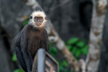 A Laotian Langur - Trachypithecus laotum on a railing in Laos, Asia. © Rob