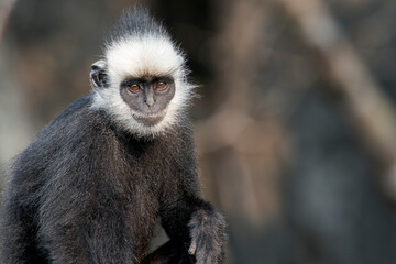 A black and white Laotian Langur - Trachypithecus laotum in Laos, Asia. © Rob
