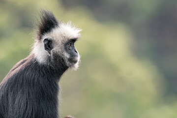 A side view of aLaotian Langur - Trachypithecus laotum in Laos, Asia. © Rob