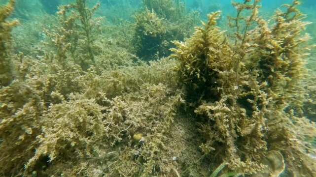Seagrass Meadow and Brown Algae Underwater Slow Motion, Indonesia