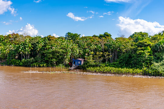Traditional wooden riverside house surrounded by dense tropical rainforest and acai palm trees along the Amazon River