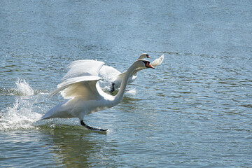 Two beautiful adult white mute swans are running dynamically on the blue river water surface on a bright sunny day. These large elegant wild birds spread their long powerful wings wide open creating © Tatiana Selinger