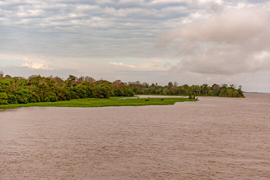 Amazon River shoreline with extensive aquatic vegetation and lush tropical rainforest under a cloudy sky