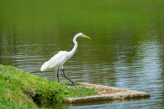 A large white bird with black legs know as the Great Egret and part of the heron family is standing at the edge of a lake in Fullerton, California
