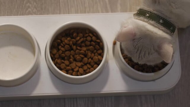 Top view of a white cat eating dry food with appetite from a round bowl. Domestic pet leans over the food container during mealtime in a cozy home environment.