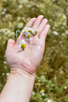 A person holds freshly picked chamomile flowers in an open palm outdoors. The image represents natural herbal medicine, skincare ingredients, and wellness.