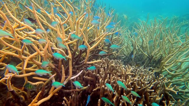 Large school of blue green chromis fish swimming among intricate branching staghorn and finger corals, highlighting the vibrant biodiversity of the Rainbow Reef in Fiji