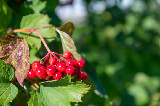 close-up cluster of glossy bright red viburnum berries hanging on branch with green and brown leaves, soft green bokeh background.