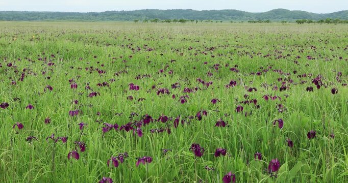 霧多布湿原のノハナショウブ