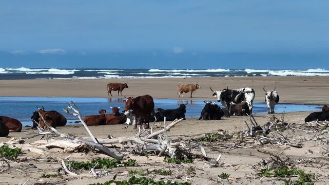 Nguni on the beach