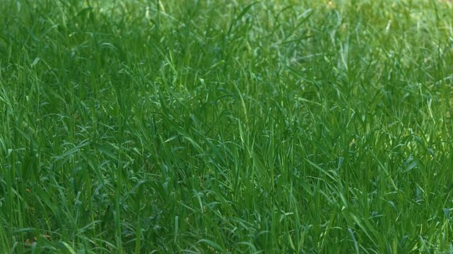 Bright sunlight and green grass swaying in the breeze