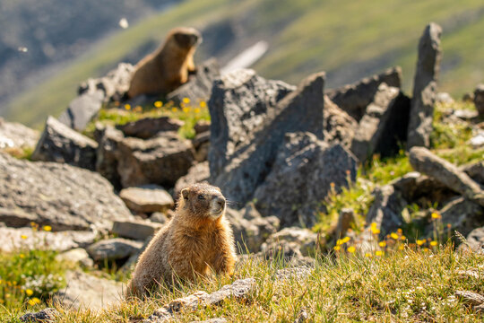 Marmots Colorado