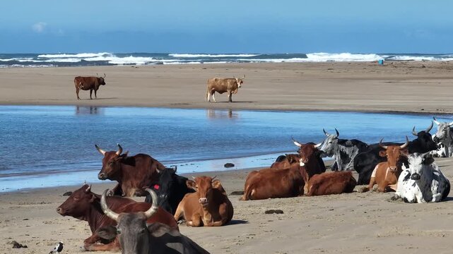 Nguni on the beach