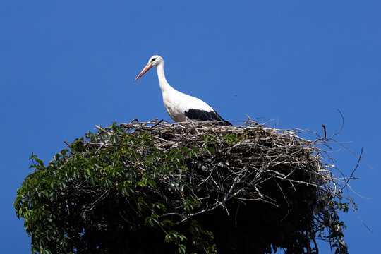 A White Stork sitting in its nest
