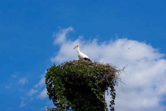 A White Stork sitting in its nest